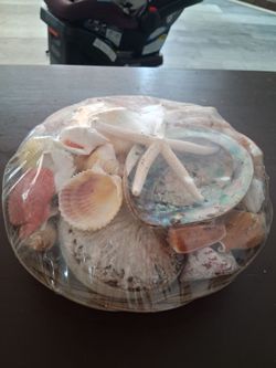Seashells