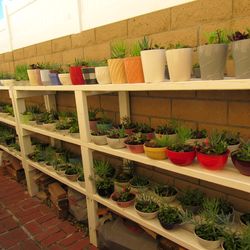 Succulents ( Read Details)