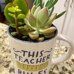 Teacher Appreciation Ceramic Mug Filled with Live Succulents. Great gift!