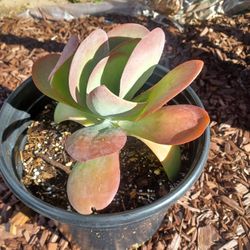 Paddle Plant Succulent 