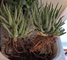 Two FREE Spider Aloe
