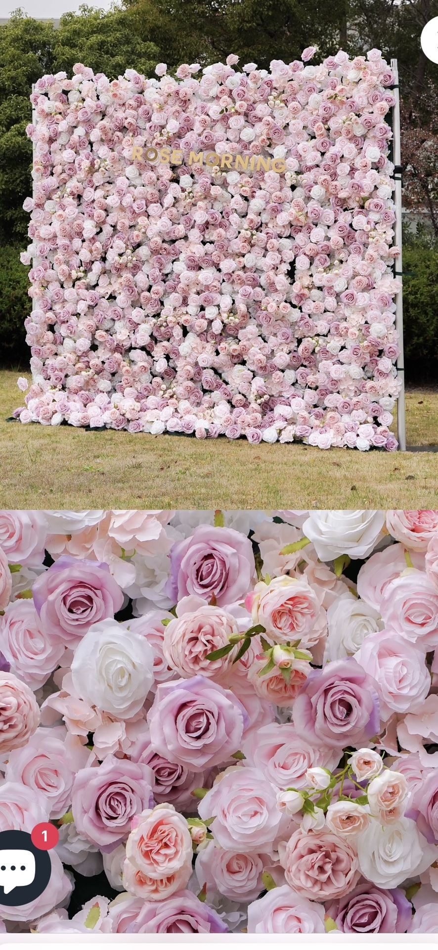 Rose Morning flower Wall