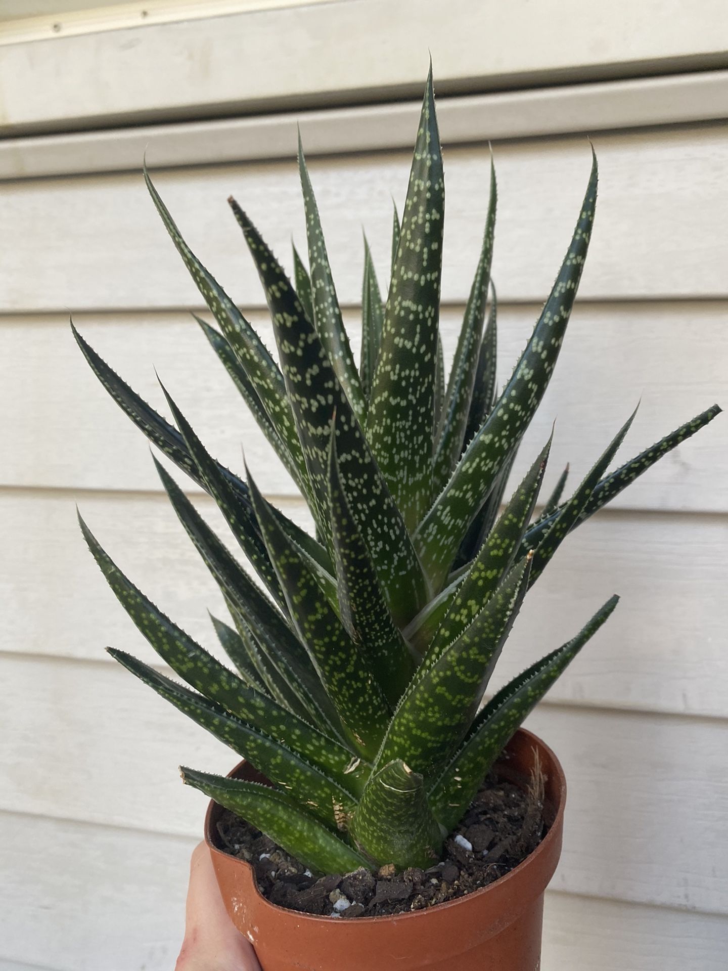 Spotted Aloe plant