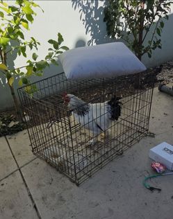 Cage