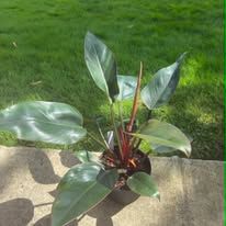 Healthy Philodendron Rojo Congo - Active Growth & Deep Red Foliage