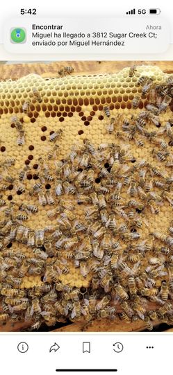 Miel De Abeja Natural 100 X 100
