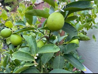 Alder & Oak Bearss Lime Tree