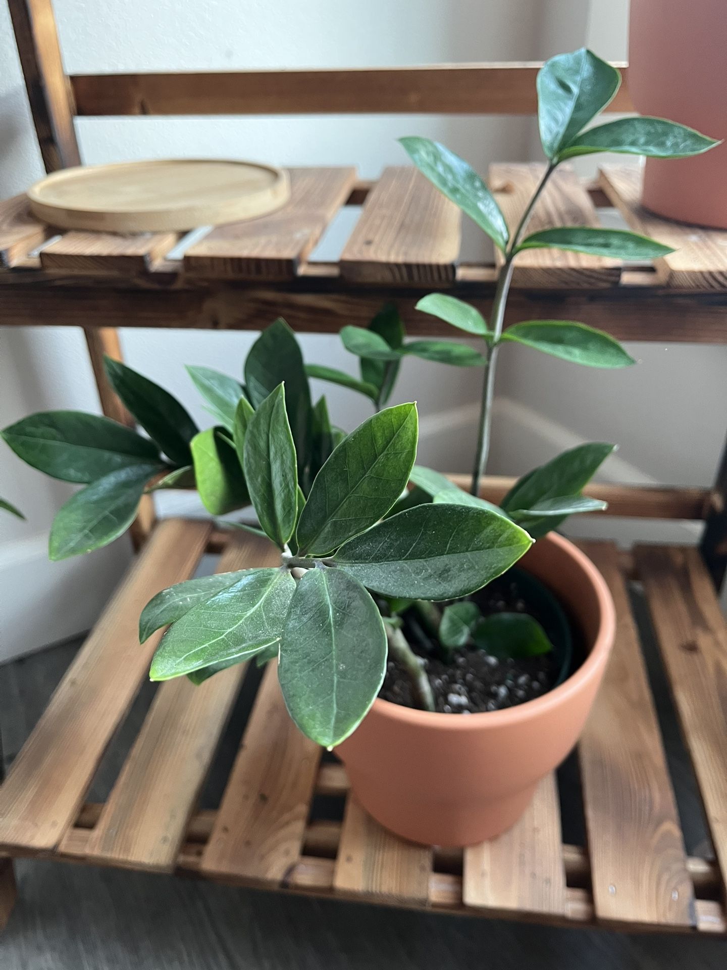 Zz Plant