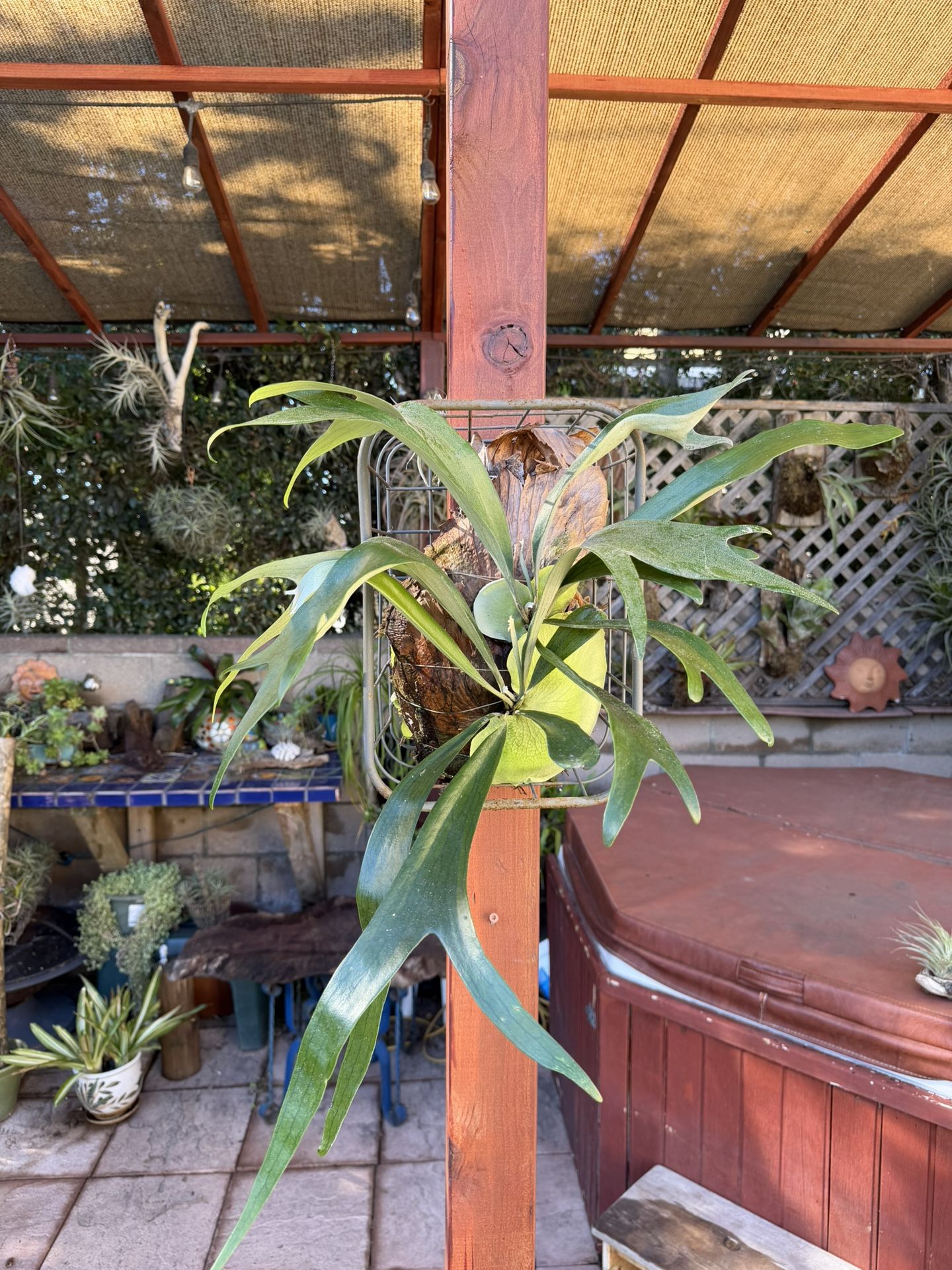 Double Staghorn Fern In Basket With New Babies