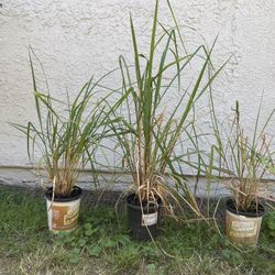 Lemon Grass.. mosquito repellent plant 