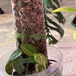 Monstera Lechleriana Exotic Plants 