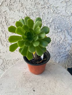 4 Inch Pot Succulent Plant - Aeonium Undulatum - Saucer Plant - Rooted & Established - Drought Resistant 🪴