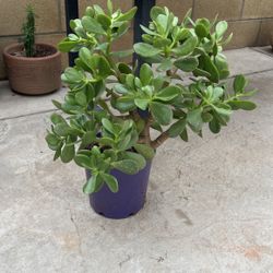 Jade Plant