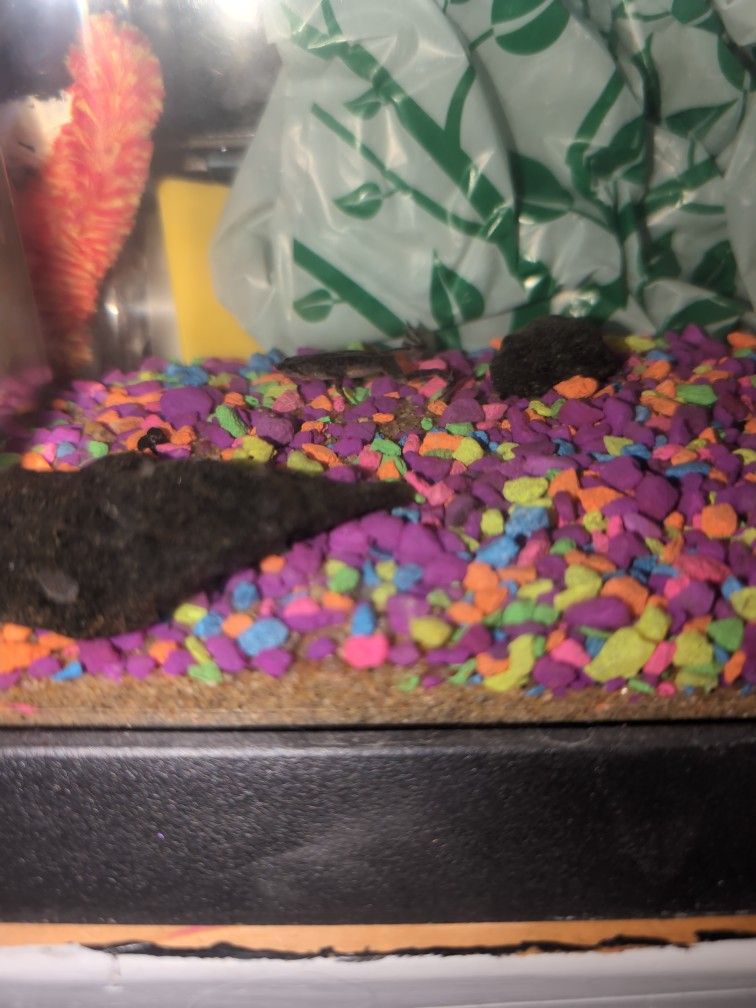 African Dwarf Frogs Pair