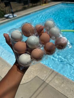 Fresh eggs– $6 Dozen