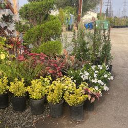 Plants 