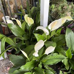 Blooming Lilies In Pot For Sale In Largo