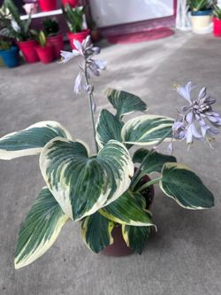 Hosta (white edges)