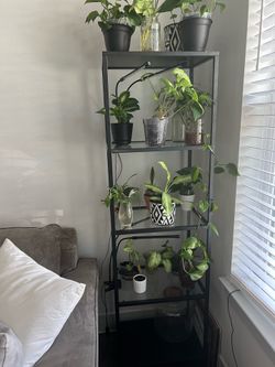 Black shelves