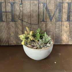 Succulent Arrangement In Decorative Bowl - Live Plant - Delivery Available 