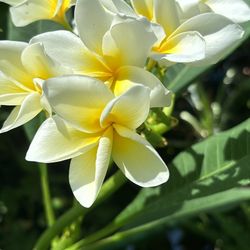 planta De plumeria San Germain