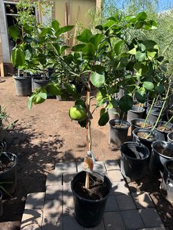 Oro Blanco Grapefruit Tree 4 F The Tall $60 Each Price Firm