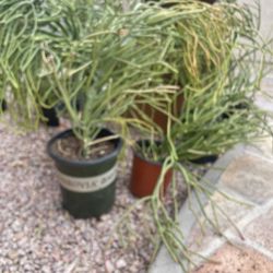 Firestick Pencil Cactus & More 