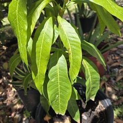 Mango  Tree 