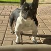 Oscar