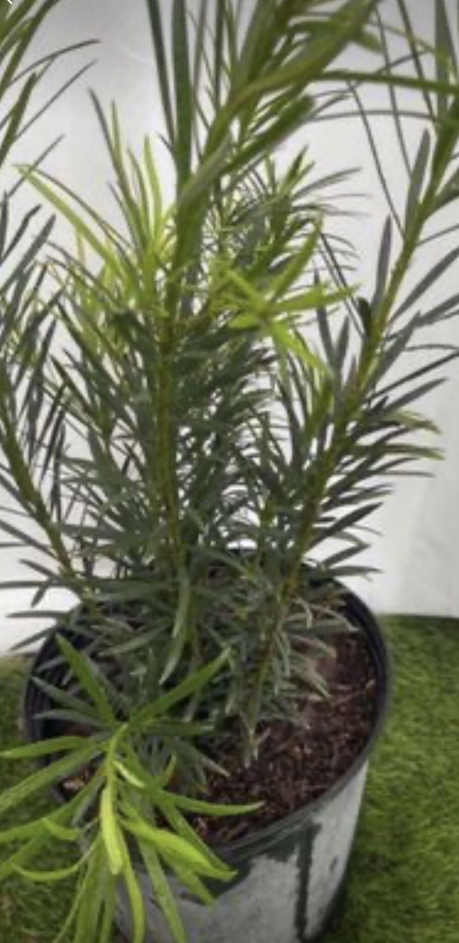 Podocarpus - 3 Gallon