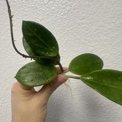 Hoya RHM 921 (grown From Seeds) 