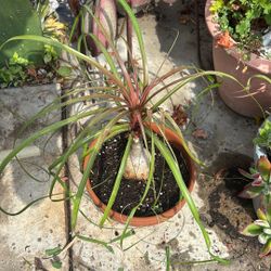 Pony Tail / Elephant Foot  