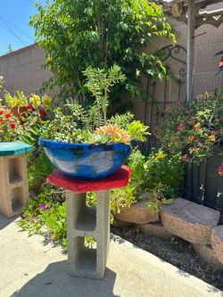 Succulent garden in a pot