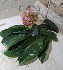 Hojas de guanabana