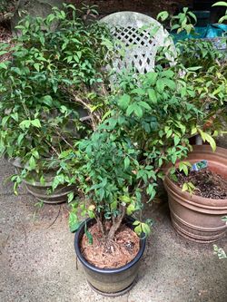 Nandina 'Purpurescens'
