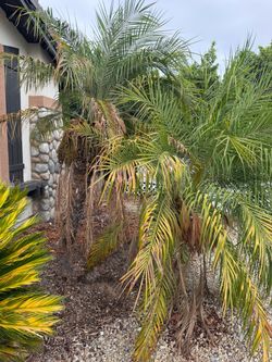 Pygmy date palm