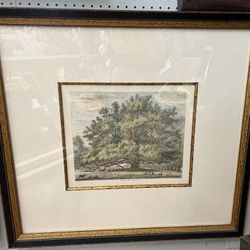 Jacob George Strutt The Moor Park Lime Tree Hand colored open edition artwork 32x29
