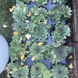 Succulent Plants 