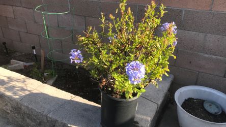 Plant Blue Plumbago. Healthy beautiful plant. $12