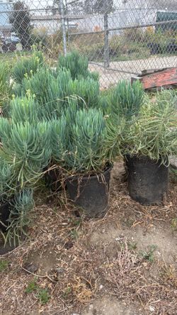 Blue Chalk Sticks plant
