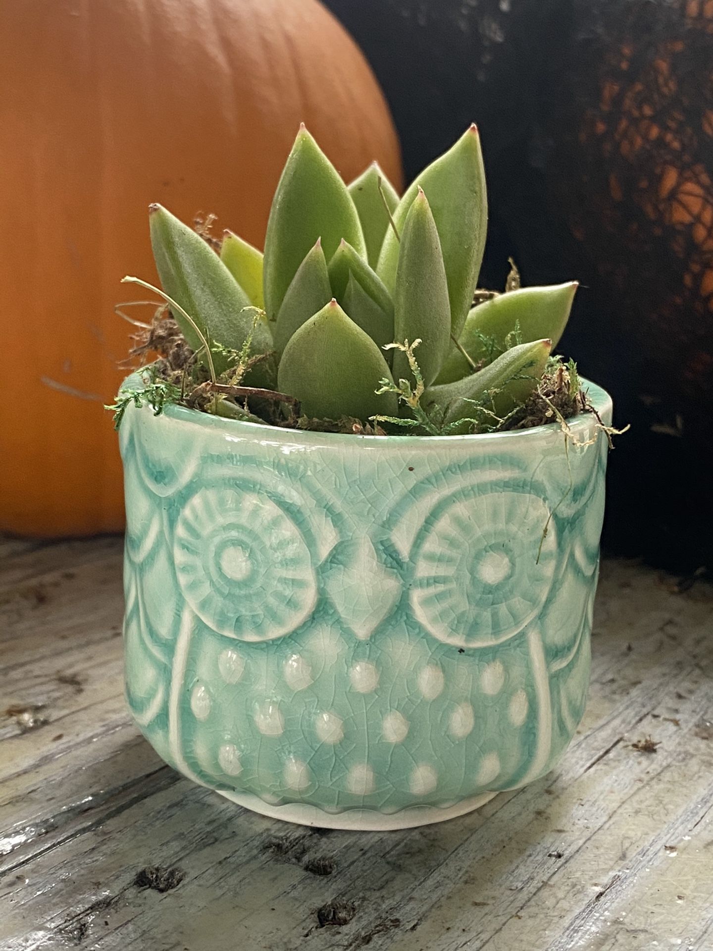 Sedum adolphi w/owl planter