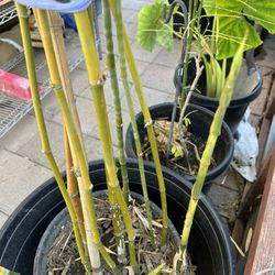Beautiful Golden Green Bamboo Plant 