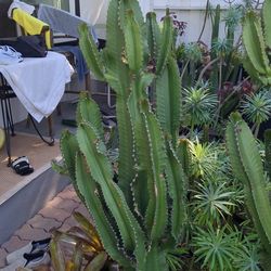 Cactus