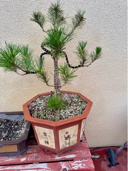 bonsai fs