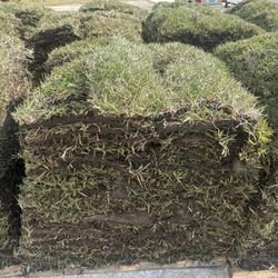 Fresh Cut Sod Daily