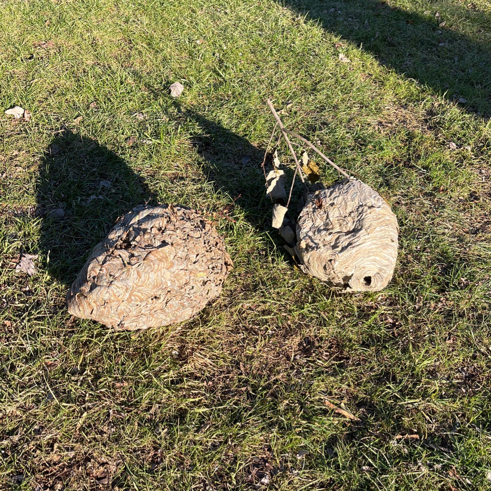 white faced hornets nests