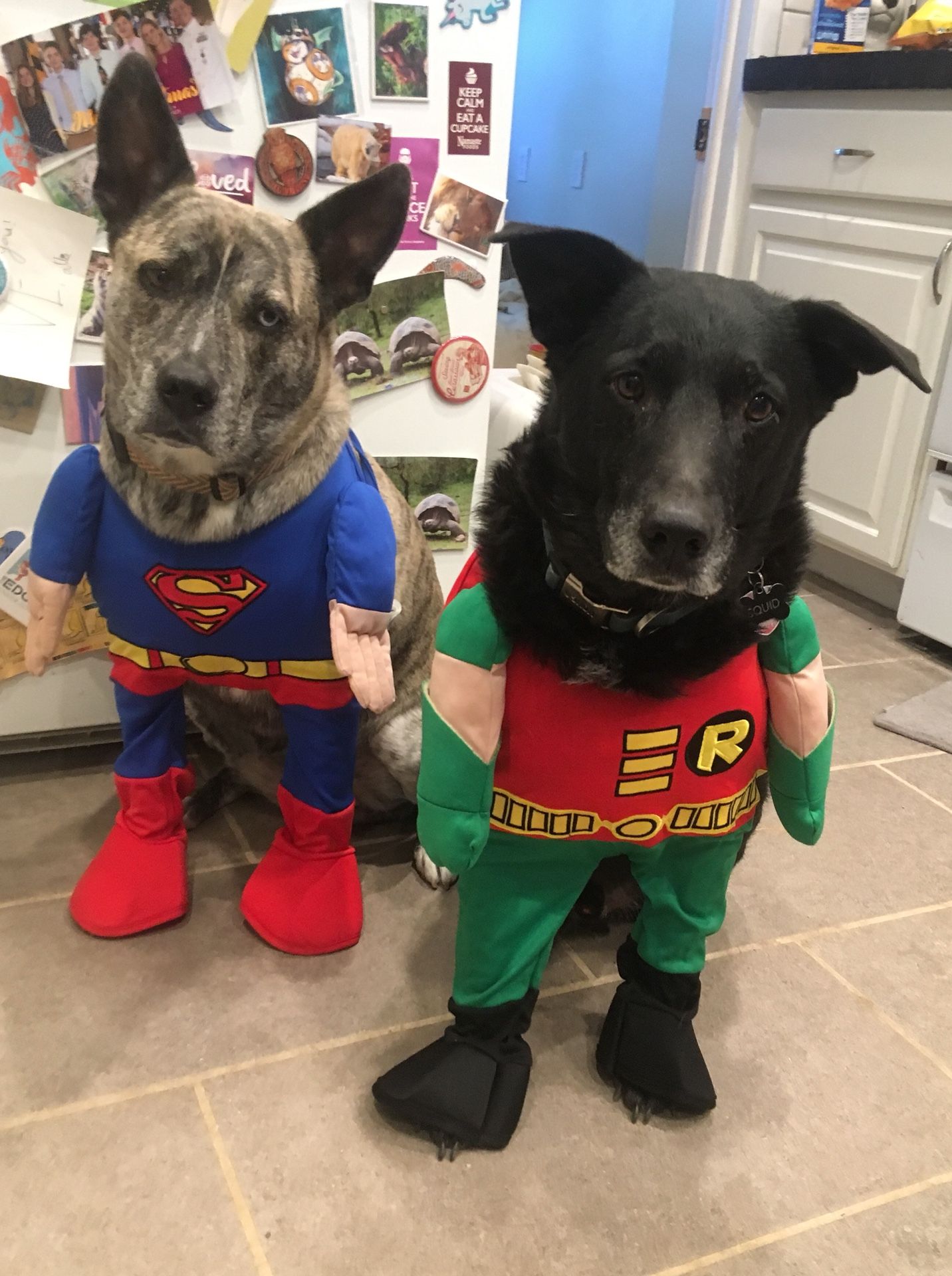 Dog Halloween Costumes Superman and Robin
