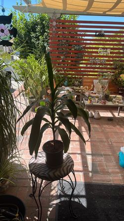 Dracaena (corn plant)