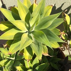 Blue Flame Agave 