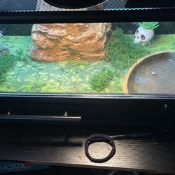 Lizard Habitat In closer 